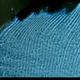 Enlarged image of the shell edge showing a stripe pattern of growth increments. Geochemical analysis of increments reveals the clam’s paleoenvironment.